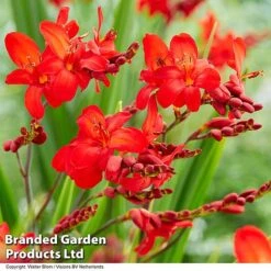 Crocosmia 'Walberton Scarlet'
