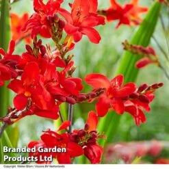 Crocosmia 'Walberton Scarlet' -NAOMI Plant Shop CROC WALBSCARL S35219