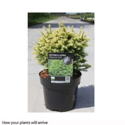 Cryptomeria Japonica 'Vilmorin Gold' -NAOMI Plant Shop CRYP T66189 A h