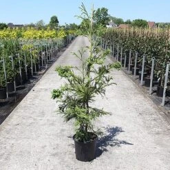 Cryptomeria Japonica 'Cristata' -NAOMI Plant Shop CRYP CRISTATA S45401 NOW