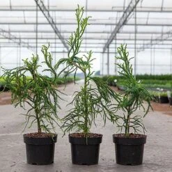 Cryptomeria Japonica 'Kyara Gold' -NAOMI Plant Shop CRYP KYARAGOLD S45423 NOW