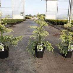 Cryptomeria Japonica 'Sekkan Sugi' -NAOMI Plant Shop CRYP SEKKANSUG S45424 NOW