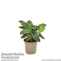 Ctenanthe Oppenheimiana -NAOMI Plant Shop CTEN OPPEN10CM T520981