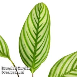 Ctenanthe Oppenheimiana -NAOMI Plant Shop CTEN OPPENHEIM S50432