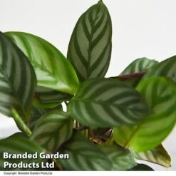 Ctenanthe Oppenheimiana -NAOMI Plant Shop CTEN OPPENHEIM T521021