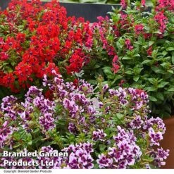 Cuphea 'Sweet Talk Collection' -NAOMI Plant Shop CUPH SWEETTALK T41802