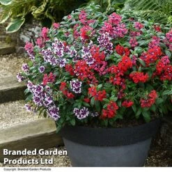 Cuphea 'Sweet Talk Collection' -NAOMI Plant Shop CUPH SWEETTALK T51694