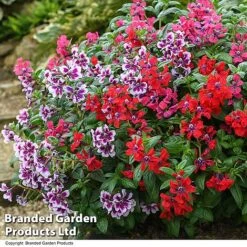 Cuphea 'Sweet Talk Collection' -NAOMI Plant Shop CUPH SWEETTALK T51697