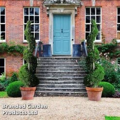 Leyland Cypress 'Castlewellan' Topiary -NAOMI Plant Shop CUPR KB9232 F