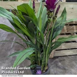 Curcuma 'Skyline' -NAOMI Plant Shop CURC SKYLINE T50574