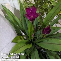 Curcuma 'Skyline' -NAOMI Plant Shop CURC SKYLINE T50576