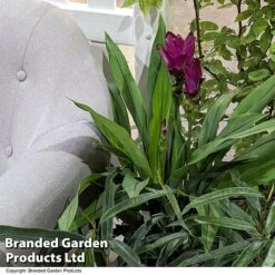 Curcuma 'Skyline' -NAOMI Plant Shop CURC SKYLINE T50577