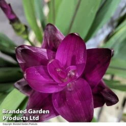 Curcuma 'Skyline' -NAOMI Plant Shop CURC SKYLINE T50579