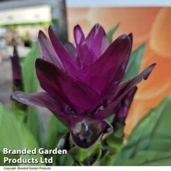 Curcuma 'Skyline' -NAOMI Plant Shop CURC SKYLINE T50580