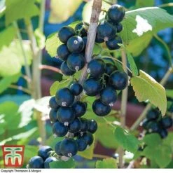 Currant Duo -NAOMI Plant Shop CURR KA8668 B