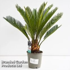 Cycas Revoluta -NAOMI Plant Shop CYCA REVOL12CM T44726