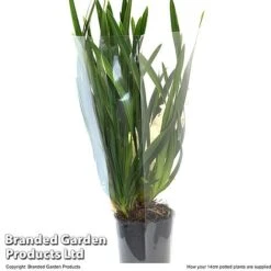 Cymbidium Sarah Jean Gx 'Ice Cascade' -NAOMI Plant Shop CYMB ICECA14CM T48022