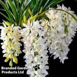 Cymbidium Sarah Jean Gx 'Ice Cascade' -NAOMI Plant Shop CYMB ICECASCAD W45404