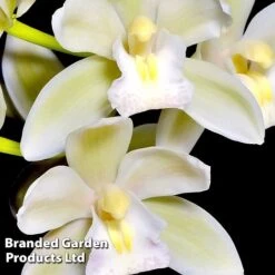 Cymbidium Sarah Jean Gx 'Ice Cascade' -NAOMI Plant Shop CYMB ICECASCAD W45405