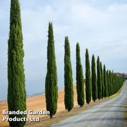 Italian Cypress -NAOMI Plant Shop CYPR ITALIAN L26961