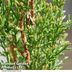 Italian Cypress -NAOMI Plant Shop CYPR ITALIAN T24307