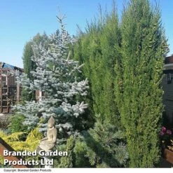 Italian Cypress -NAOMI Plant Shop CYPR ITALIAN T26708