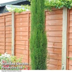 Italian Cypress -NAOMI Plant Shop CYPR ITALIAN T43327