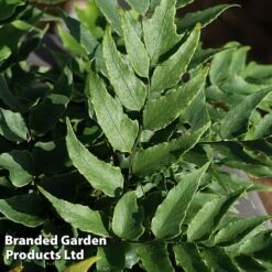 Cyrtomium Fortunei -NAOMI Plant Shop CYRT FORTUNEI S37092