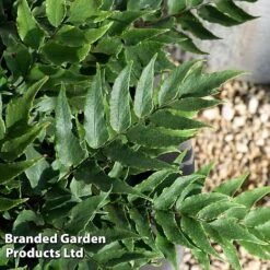 Cyrtomium Fortunei -NAOMI Plant Shop CYRT FORTUNEI S37093