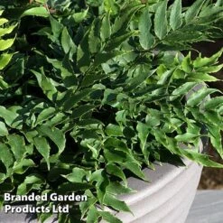 Cyrtomium Fortunei -NAOMI Plant Shop CYRT FORTUNEI S37094