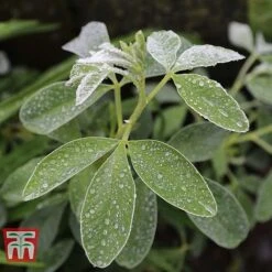 Cytisus Battandieri -NAOMI Plant Shop CYTI TKA3102 C