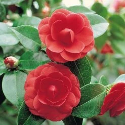 Camellia 'Tricolour' -NAOMI Plant Shop Camellia red