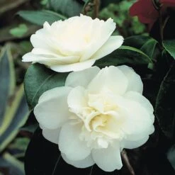 Camellia 'Tricolour' -NAOMI Plant Shop Camellia white