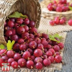 Gooseberry Collection -NAOMI Plant Shop Captivator