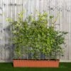 Hornbeam Instant Trough Hedge 1m (pre-grown)