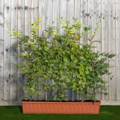 Hornbeam Instant Trough Hedge 1m (pre-grown)