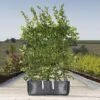 Hornbeam Ready Bag Instant Hedge 1m (pre-grown)