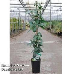 Clematis Armandii 'Snowdrift' -NAOMI Plant Shop Clematis Snowdrift KC4972 C