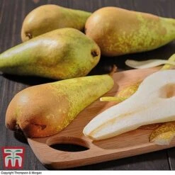 Premium Patio Standard Collection -NAOMI Plant Shop Conference