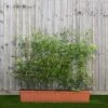 Hawthorn Instant Trough Hedge 1m (pre-grown)