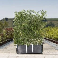 Hawthorn Ready Bag Instant Hedge 1m (pre-grown)