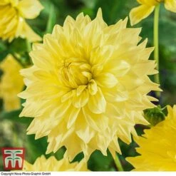 Dahlia 'Dinner Plate' Collection -NAOMI Plant Shop DAHL WKB4101 C