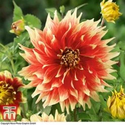 Dahlia 'Dinner Plate' Collection -NAOMI Plant Shop DAHL WKB4101 E
