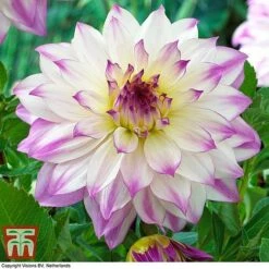 Dahlia 'Dinner Plate' Collection -NAOMI Plant Shop DAHL WKB4101 F