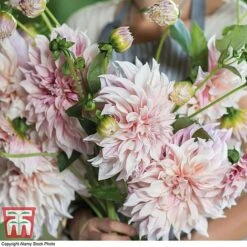 Dahlia 'Dinner Plate' Collection -NAOMI Plant Shop DAHL WKB4101 G