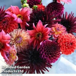 Dahlia 'Autumn Shades Mix' -NAOMI Plant Shop DAHL AUTUMNSHA T44259