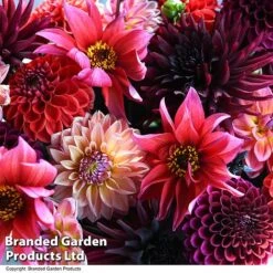 Dahlia 'Autumn Shades Mix' -NAOMI Plant Shop DAHL AUTUMNSHA T44260