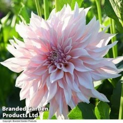 Dahlia 'Café Au Lait Collection' -NAOMI Plant Shop DAHL CAFEAULAI T44276