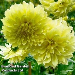 Dahlia 'Dark Diamond Mix' -NAOMI Plant Shop DAHL KELVINFLO W51737