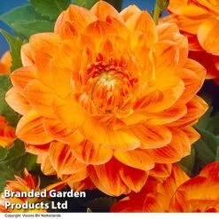 Dahlia 'Perfect Patchwork Collection' -NAOMI Plant Shop DAHL ORANGEPER H51724
